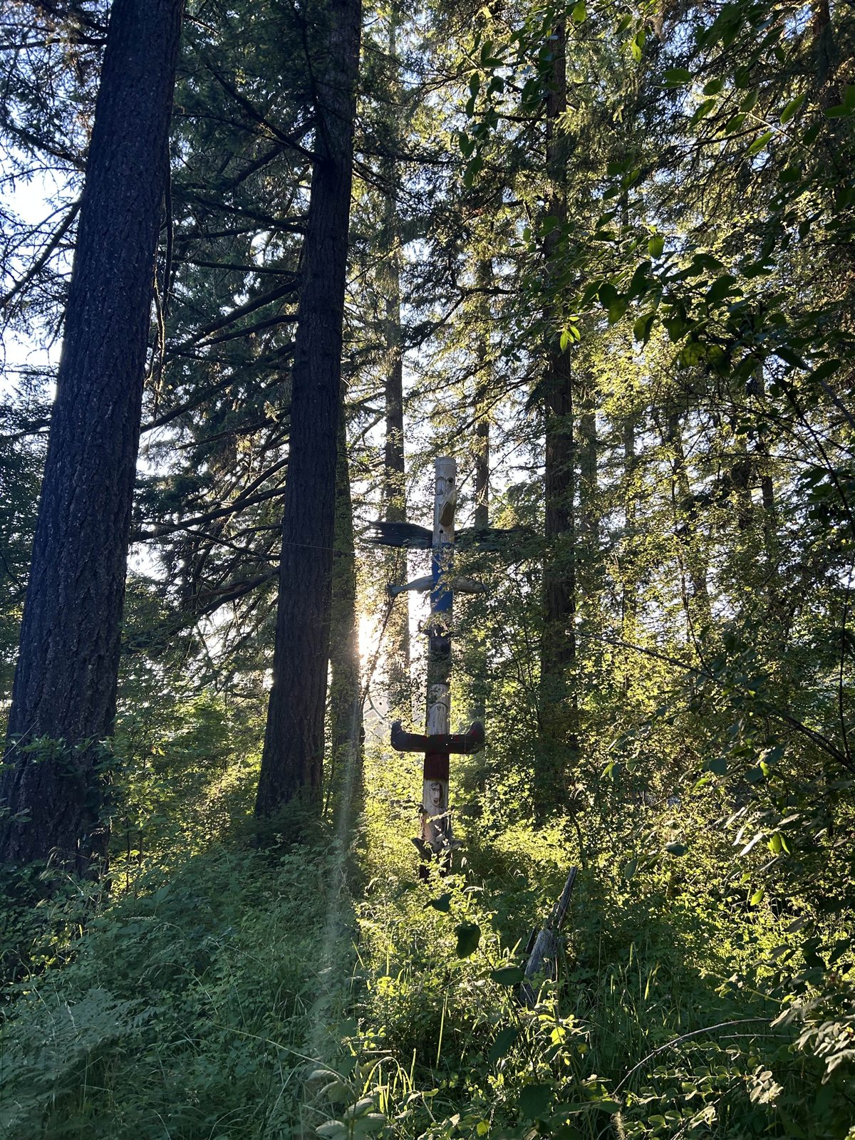 Carved totem pole among tall firs in golden sunbeams